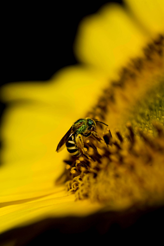 Virescent Green Metallic Bee