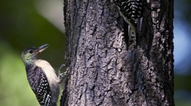A Red-bellied Woodpecker with Juvenile