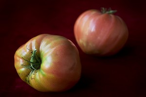 (Photo/Julie Denesha) Kosovo pink oxheart