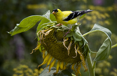 American Goldfinch on Sunflower