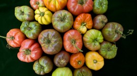 A gathering colorful heirlooms
