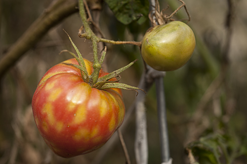 Mottled Tomatoes