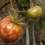 Cold-Mottled Tomatoes