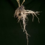 Roots