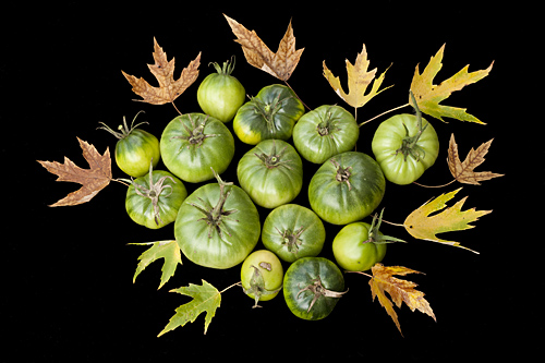 Autumn Tomato