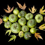 An Unripe Harvest