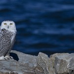 Arctic Visitors