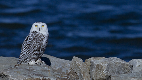 A Snowy Owl spotted at Smithville Lake.