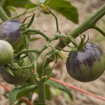 An unnamed purple shouldered variety