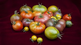 So many shades of tomato
