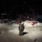 Snow + Owl