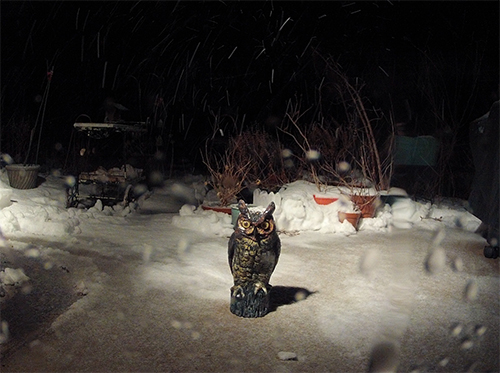 Snow + Owl