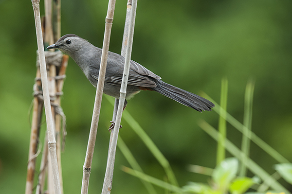 A curious Catbird looks for an opening at the feeder.